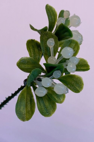 Mistelzweig